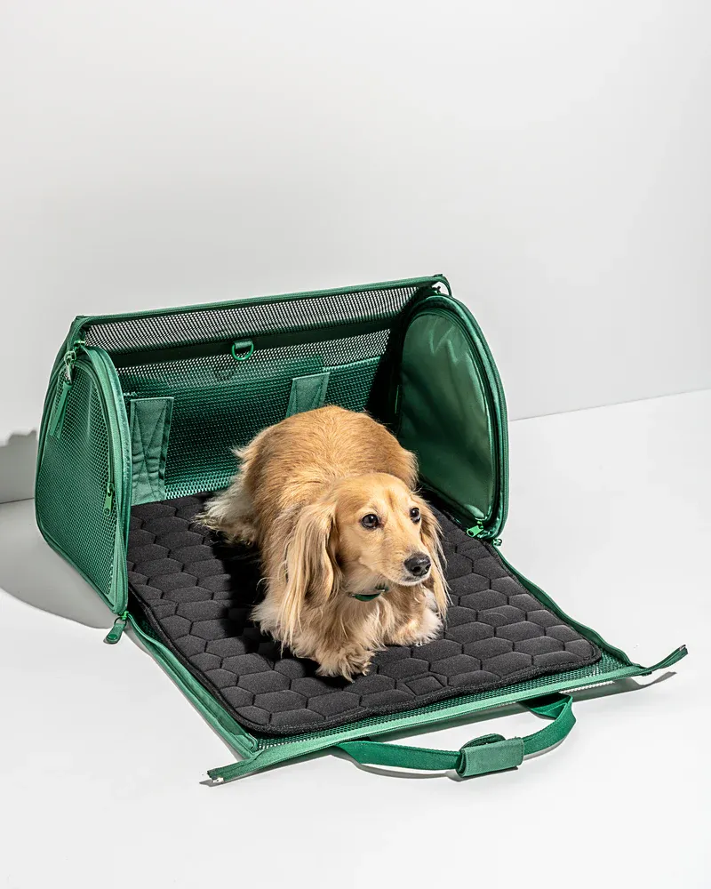 Wild One Airline Approved Travel Carrier for Dogs / Cats